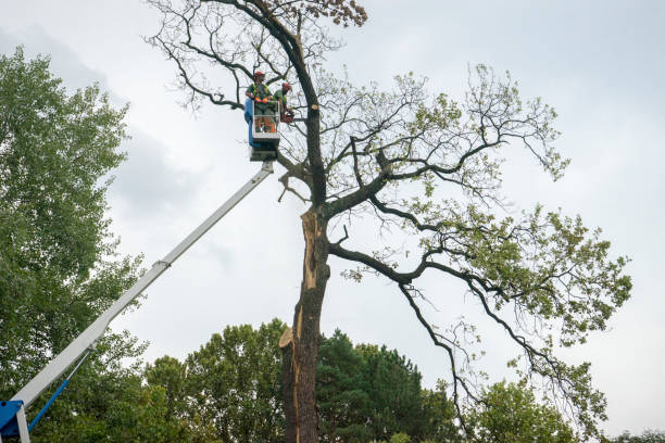 Lawn Renovation and Restoration in Chattahoochee Hills, GA